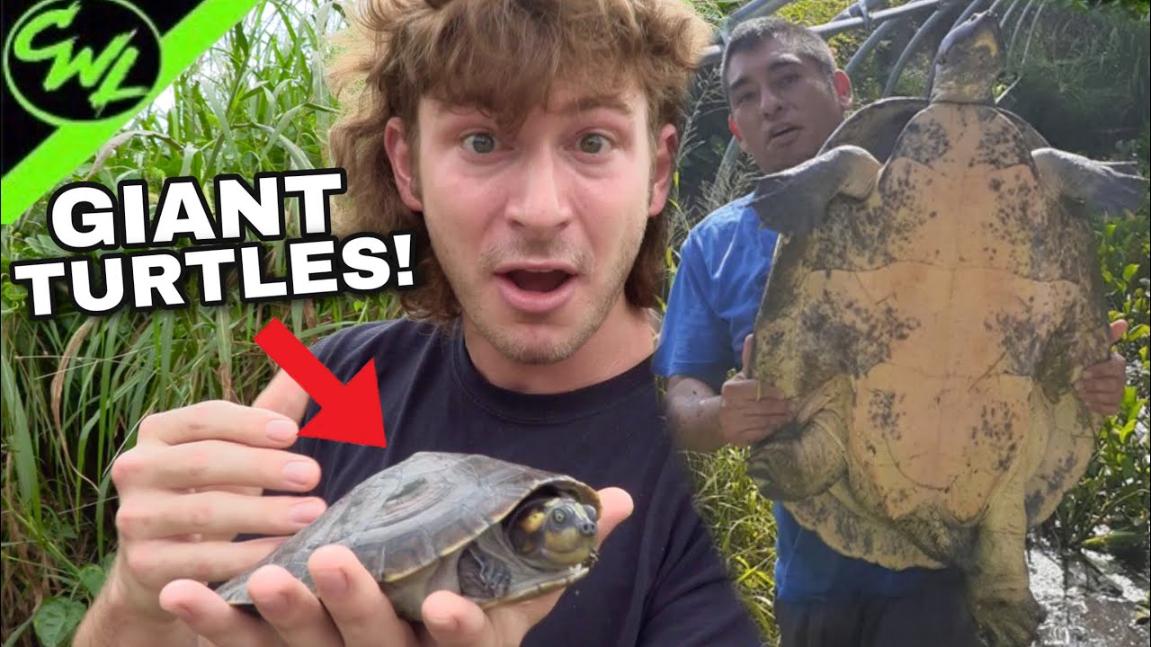 THE AMAZON’S BIGGEST TURTLE!!!