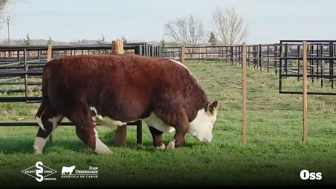 Oss - Hereford