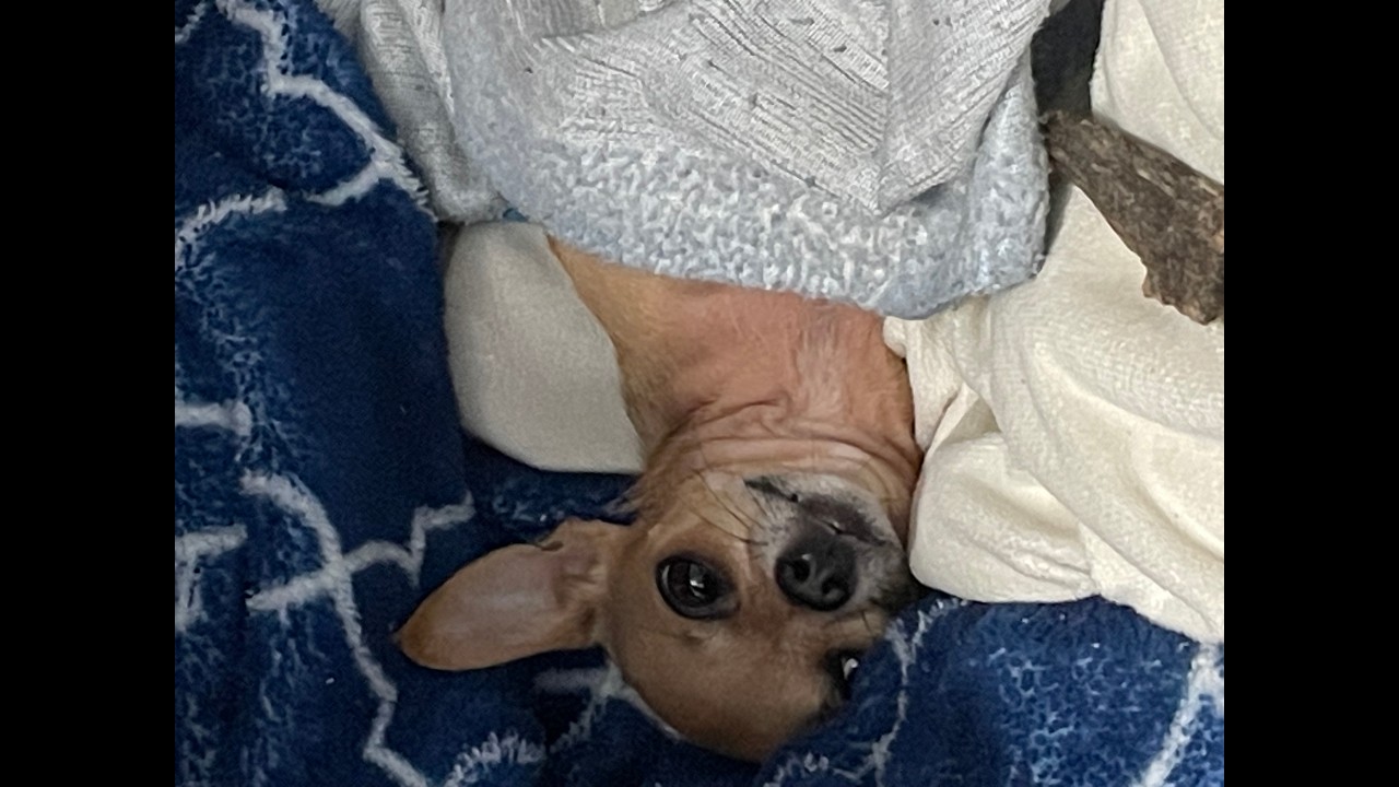 PUGI