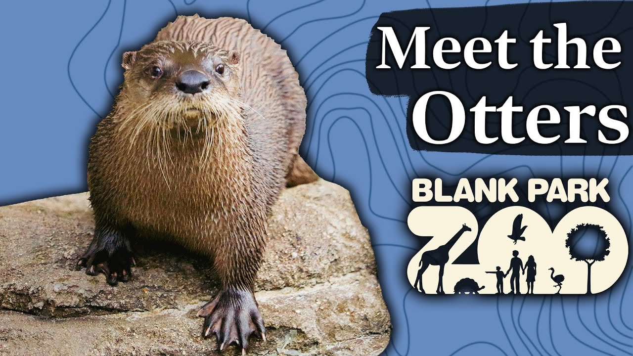 Meet the North American River Otters | Blank Park Zoo