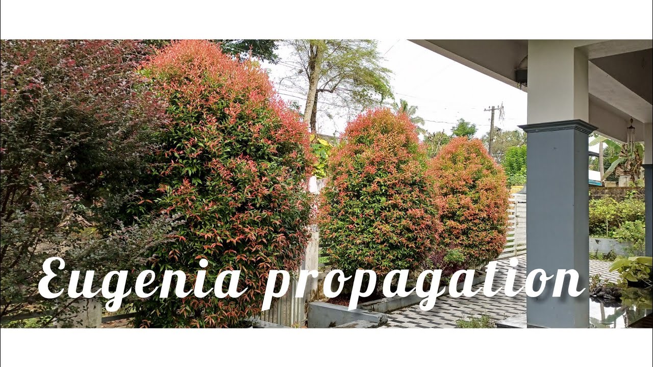 Eugenia plant (making bushy 5 tips)propagation and caring❤❤❤
