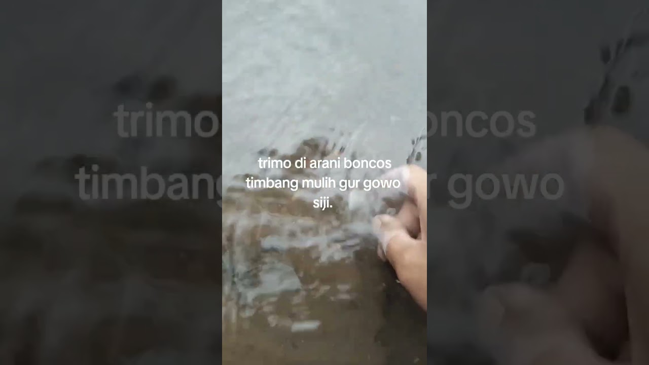 melestarikan ikan endemik pegunungan😁#mahseerfish #tambra#torsoro#lempinfish