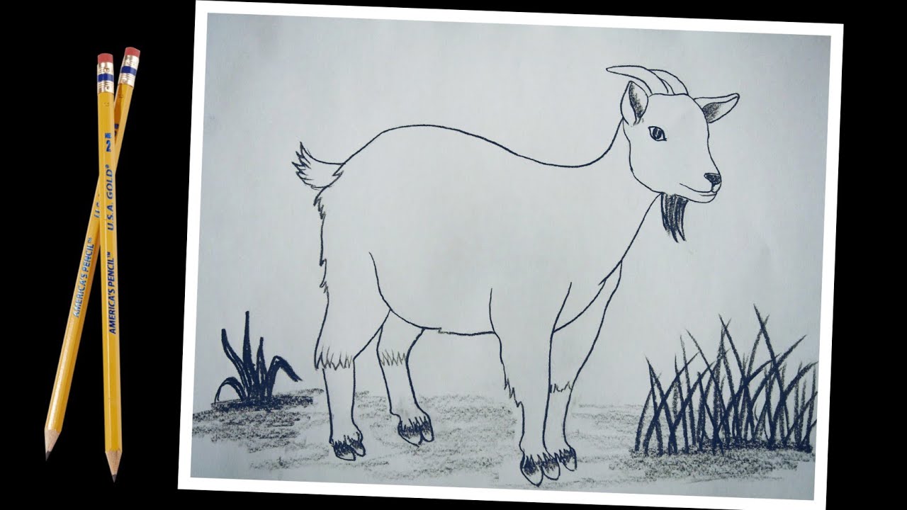 How to draw a Goat easy step by step for beginners...