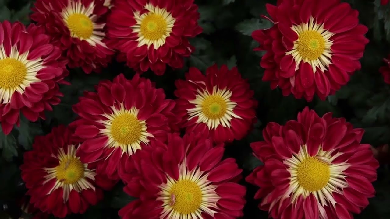 Experience Autumn Splendor in America's Garden Capital