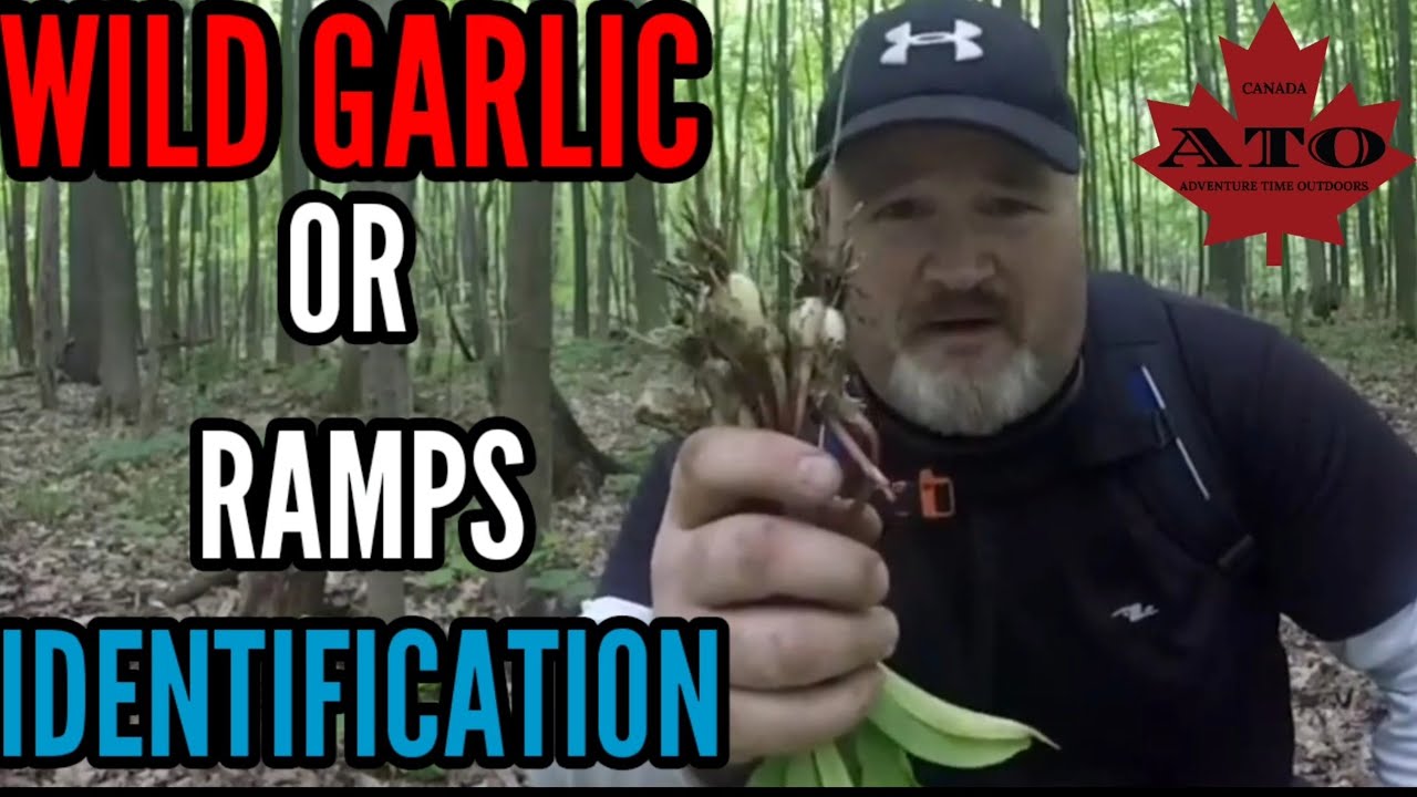 How to Identify Ramps or wild garlic.