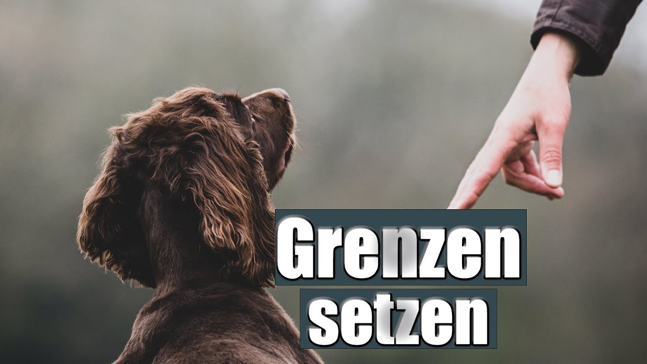 5 einfache Schritte f&uuml;r einen gehorsamen Hund!
