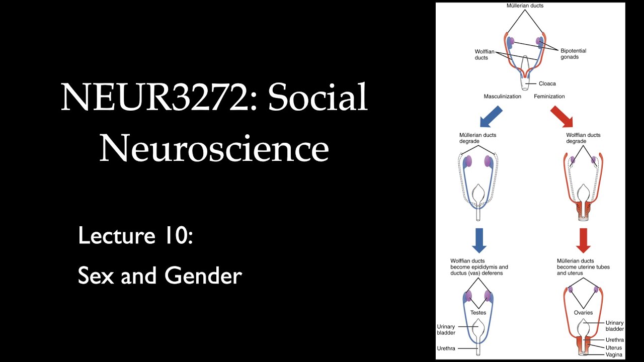 Lecture 10 Sex and Gender