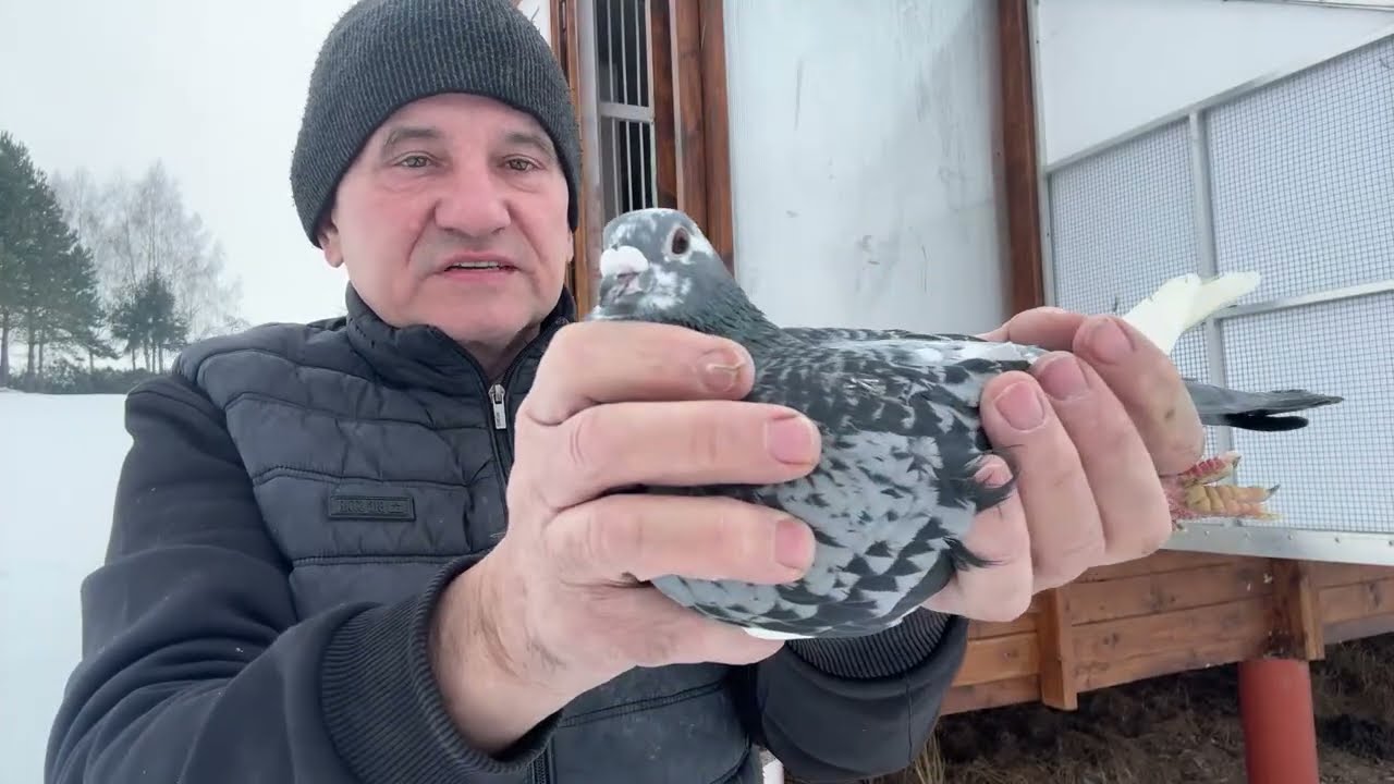 Gołębie z likwidacji hodowli ze Skały linia Jaworski-Michalak -Portfild do rozpłodu 513016809