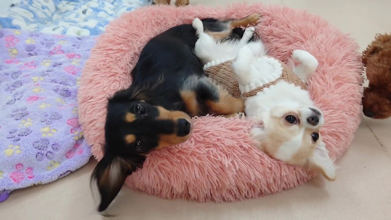 土曜日のダックスのもかちゃんとチワワのモカちゃん　🐶ひみつきちなう！②🐶  2026年3月14日