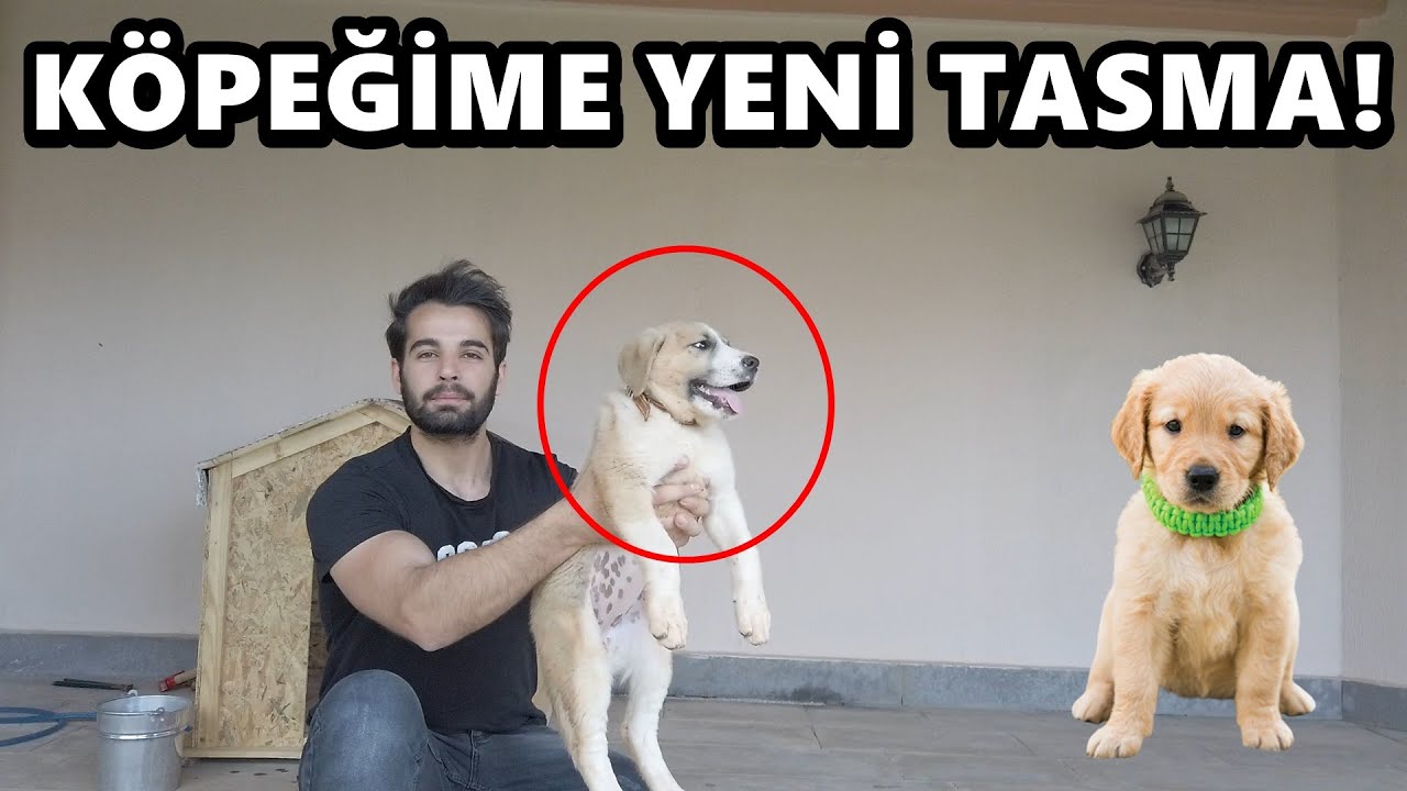 YAVRU KÖPEĞİME TASMA ALDIM! ÇOK YAKIŞTI!