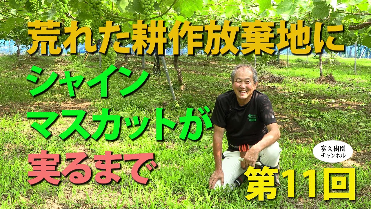 荒れた耕作放棄地にシャインマスカットが実るまで第11回　 ー富久樹園チャンネルー