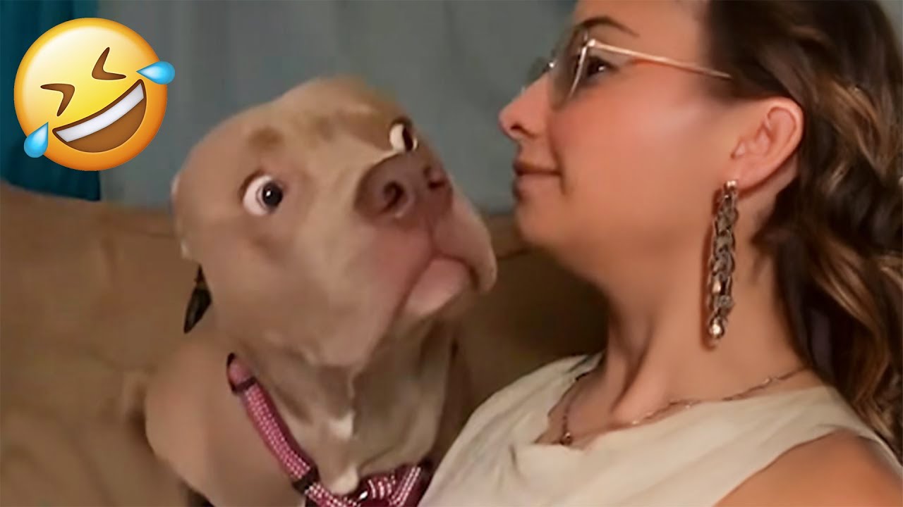 I dare you not to LAUGH at these FUNNY DOGS 😁🦮 - Best Funny Animals Videos 2025 #48