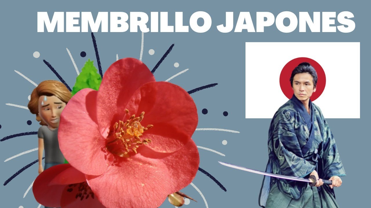 DESCUBRE AHORA El ENCANTO del MEMBRILLO JAPONÉS ❤️🎋😍