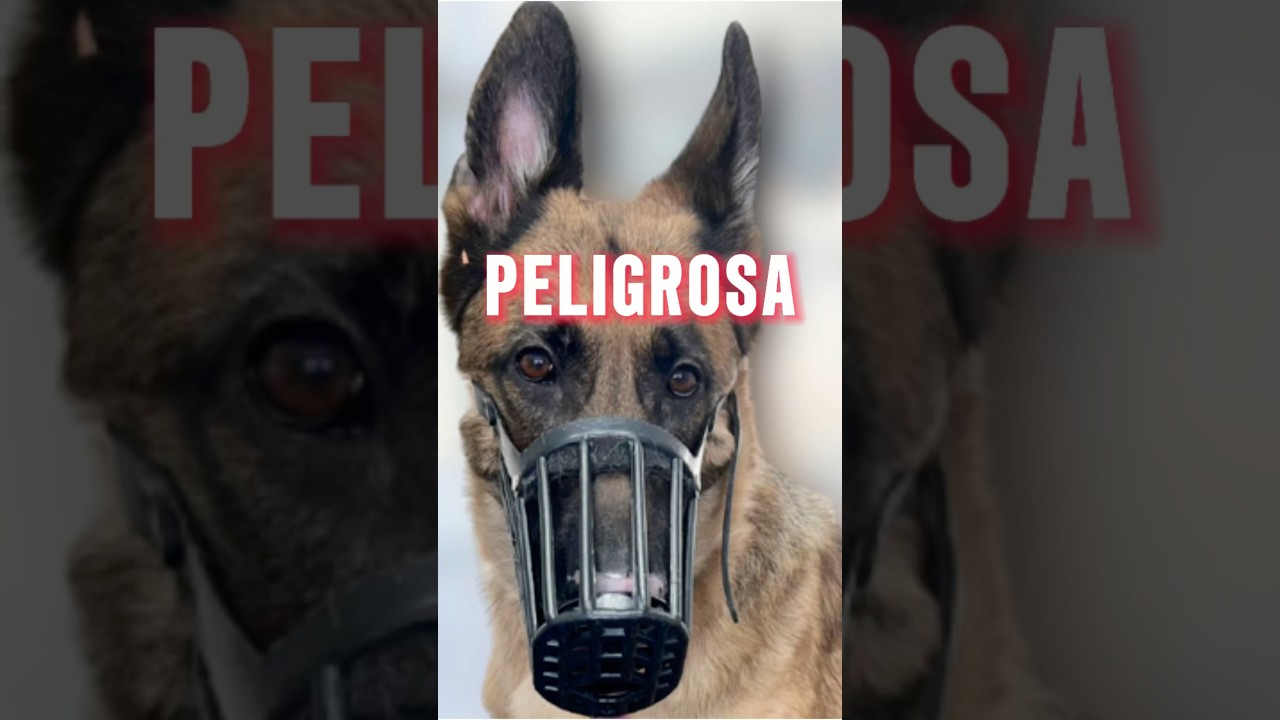 UN PASTOR ALEMÁN MOLESTO ES PELIGROSO😟 #dog #viral #shorts #victorthegroomer