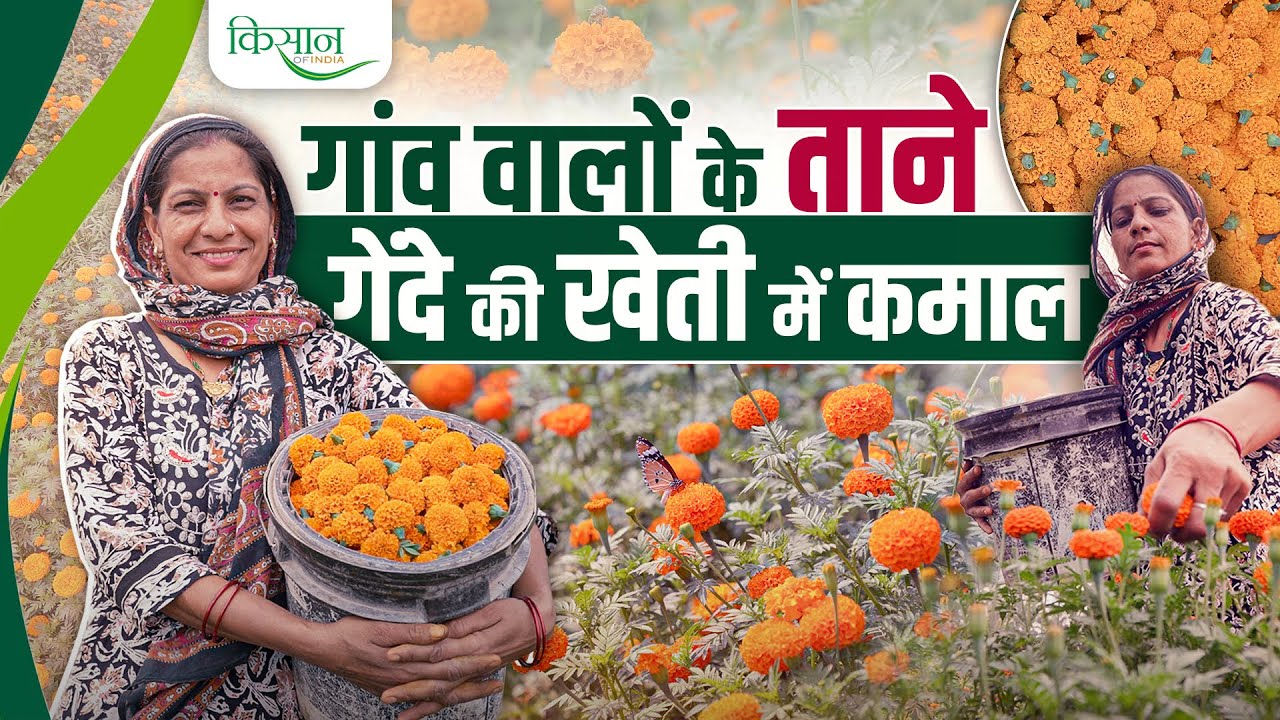 Woman Farmer की Marigold Farming से बदली किस्मत! साल भर गेंदा उत्पादन