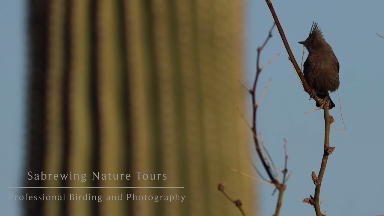 You Can’t Unsee These Birds! 