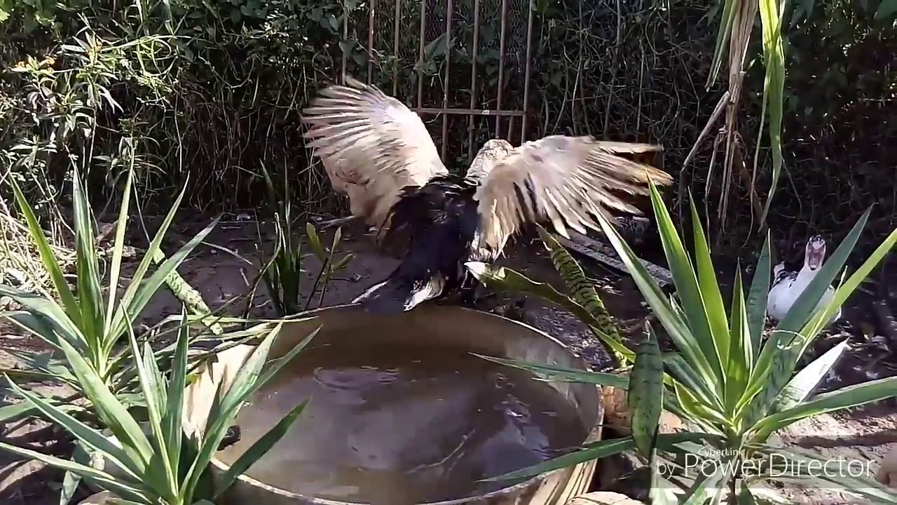 COMO FAZER UM LAGO PRA PATO SEM GASTAR MUITO
