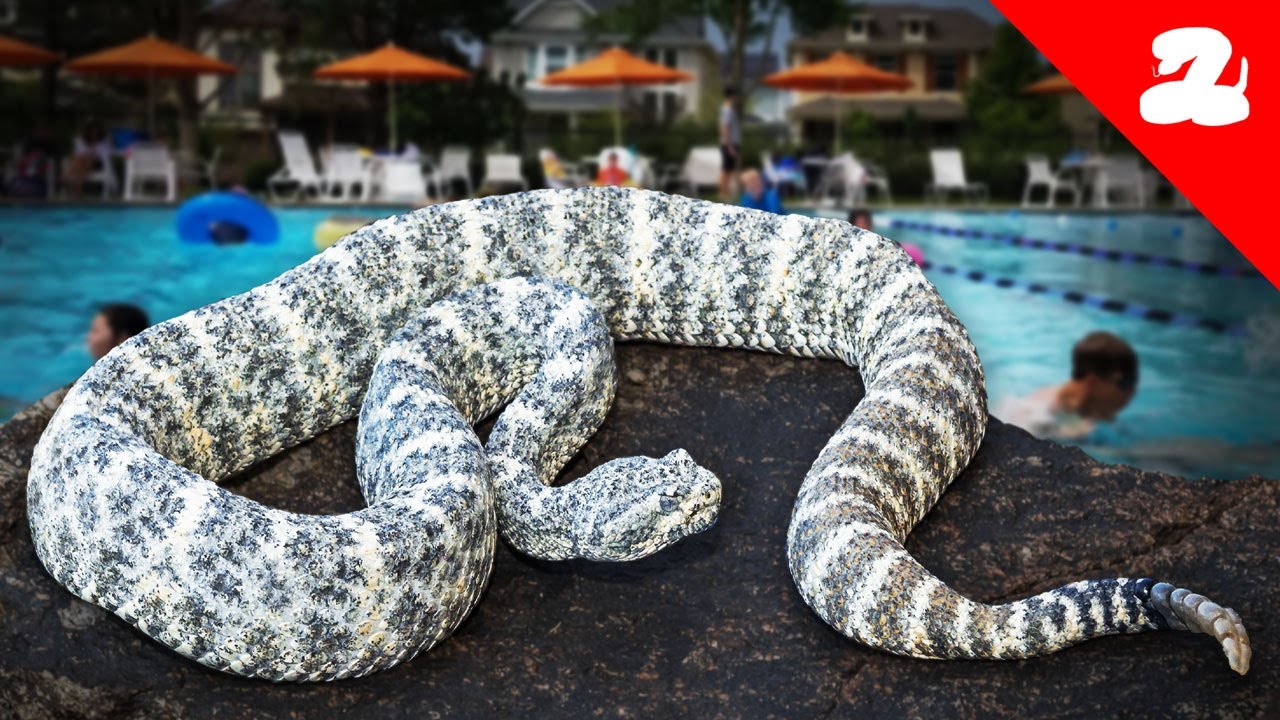 Blue Speckled Rattlesnake Found at a Public Pool!