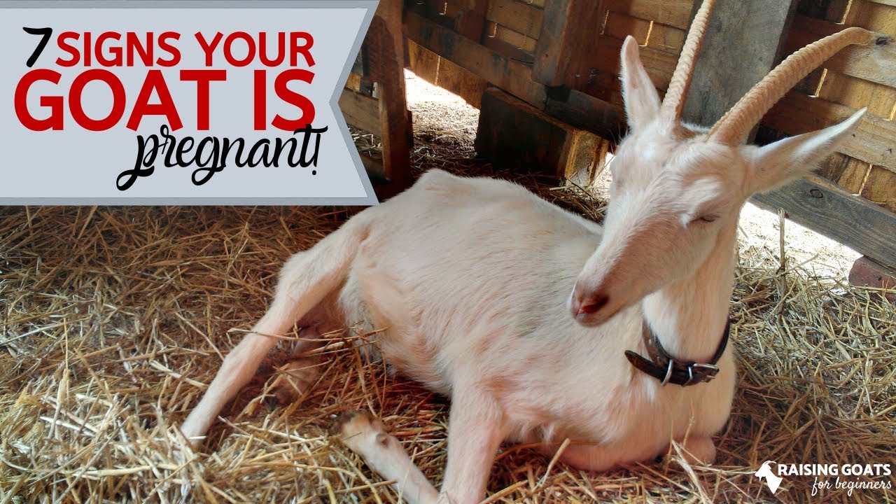 7 Goat Pregnancy Signs