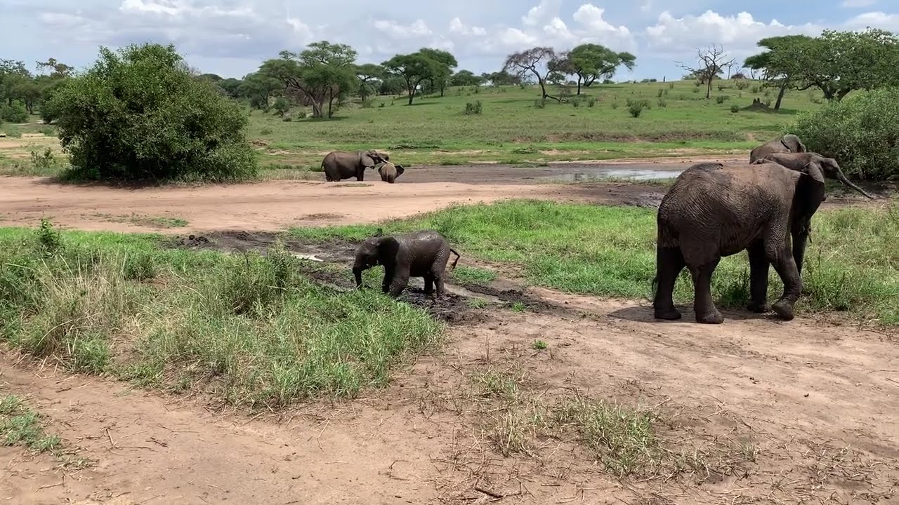 Elephants in Tarangire National Park - November 2019