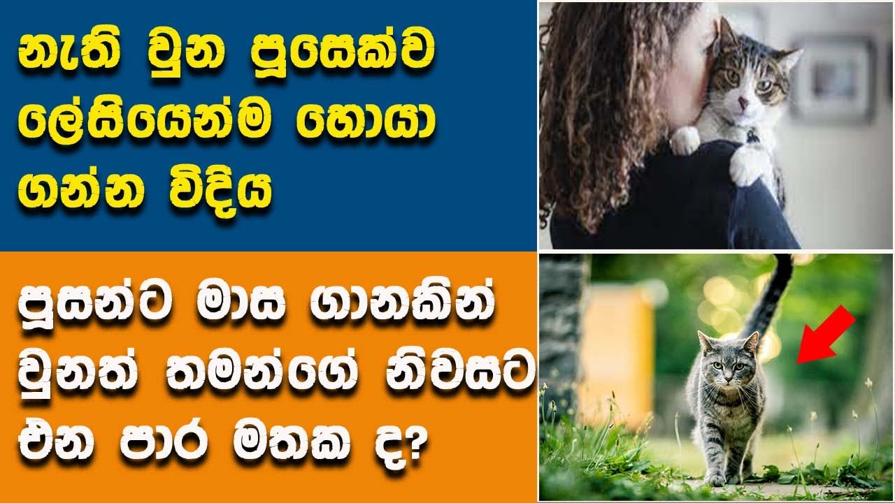 නැති වුන පුසෙක්ව හොයා ගන්න විදිය  How To Find A Lost Cat Sinhala