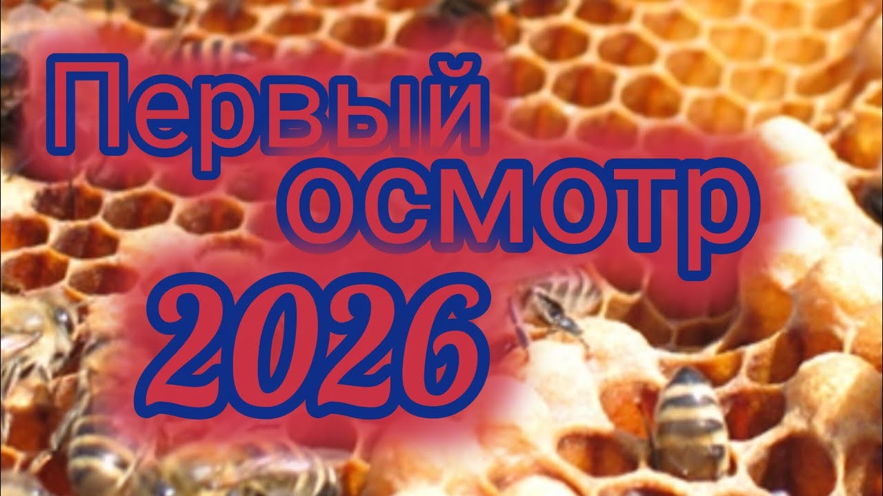 Первый осмотр пчел в 2026 году
