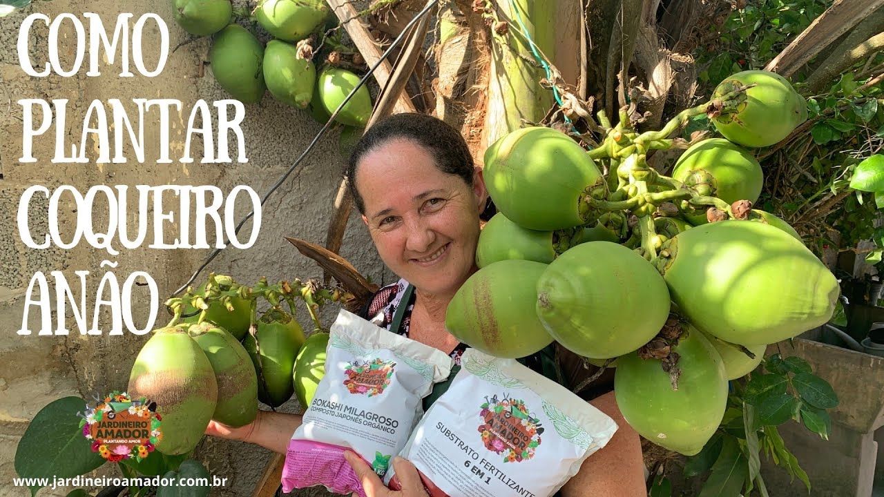 Como plantar coqueiro anão