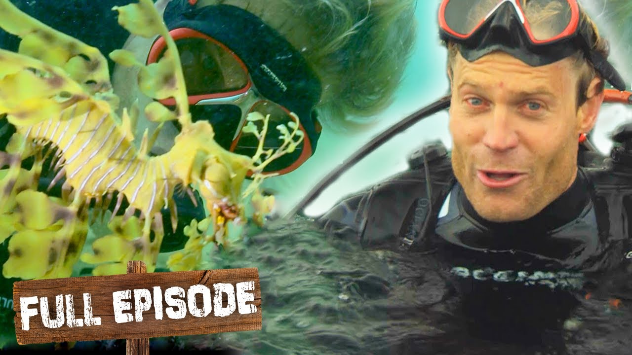 Deep Sea Diving To Find Some Magical Sea Dragons! 🐉 | Travels With The Bondi Vet | S02 E07 | Untamed