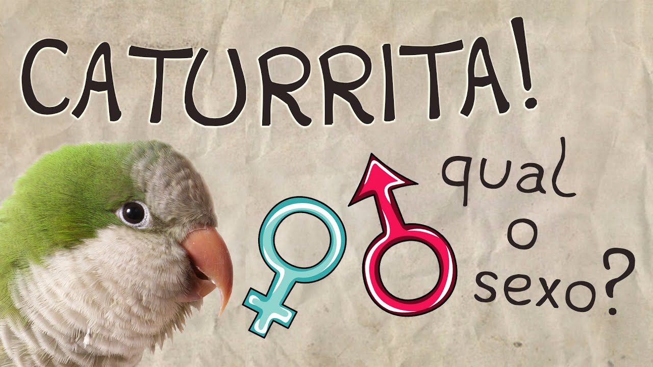 Como Saber o Sexo da sua Caturrita?