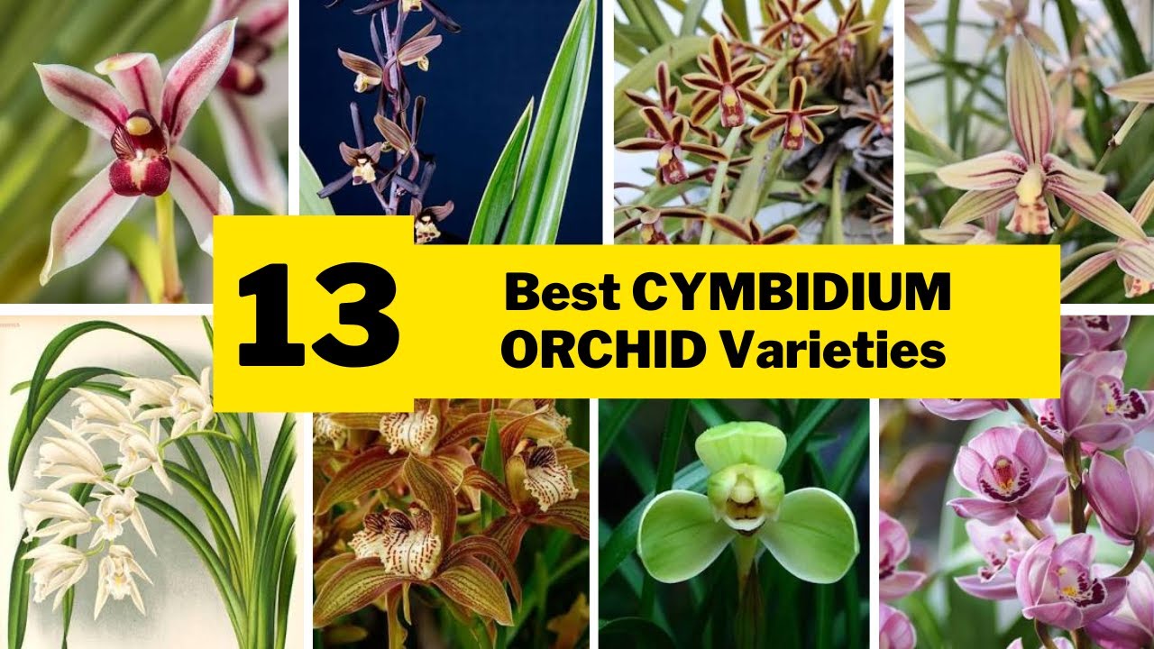 13 Best Cymbidium Orchid Varieties | Beautiful Large, Showy Indoor Flower Types |