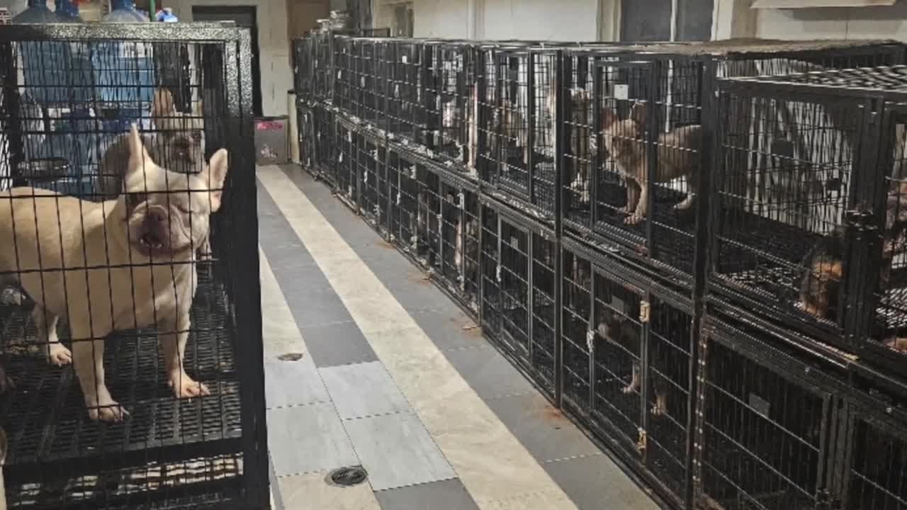 New photos, details revealed in suspected 'backyard breeding' operation involving French bulldogs