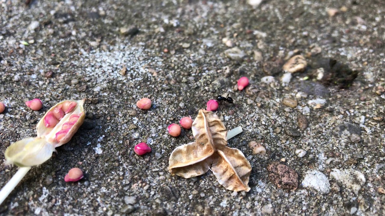 Briljante planten: hoe krokussen mieren gebruiken bij het verspreiden van hun zaad