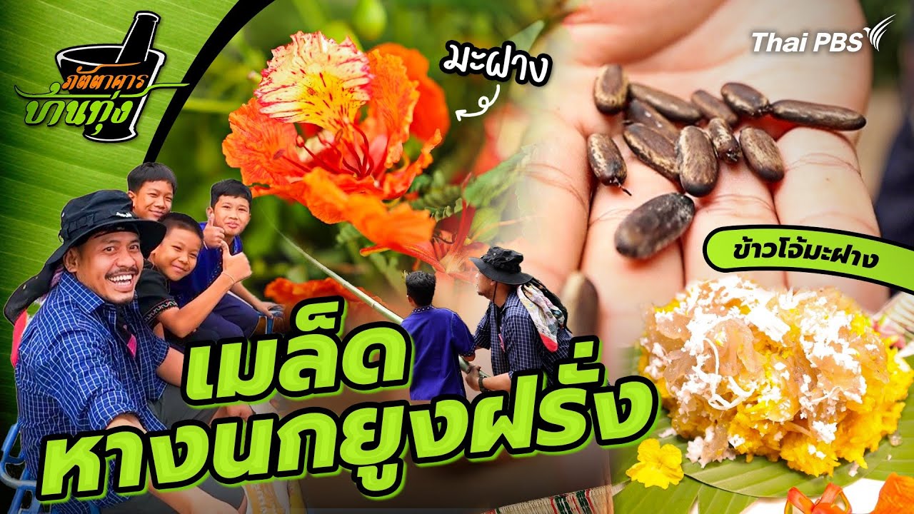 เมล็ดหางนกยูงฝรั่ง | ภัตตาคารบ้านทุ่ง