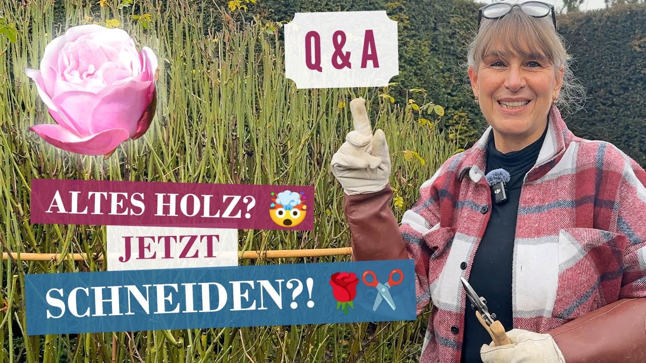 👉 EINMALblühende Rosen richtig schneiden? 🌹 Altes Holz, Sommerblüte & der häufigste Irrtum