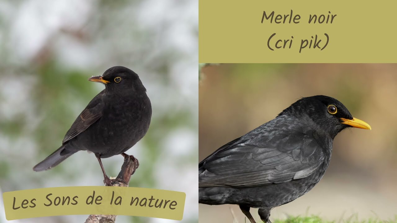 Chants d'oiseaux | Merle, fauvette, rouge-gorge, choucas, perruche