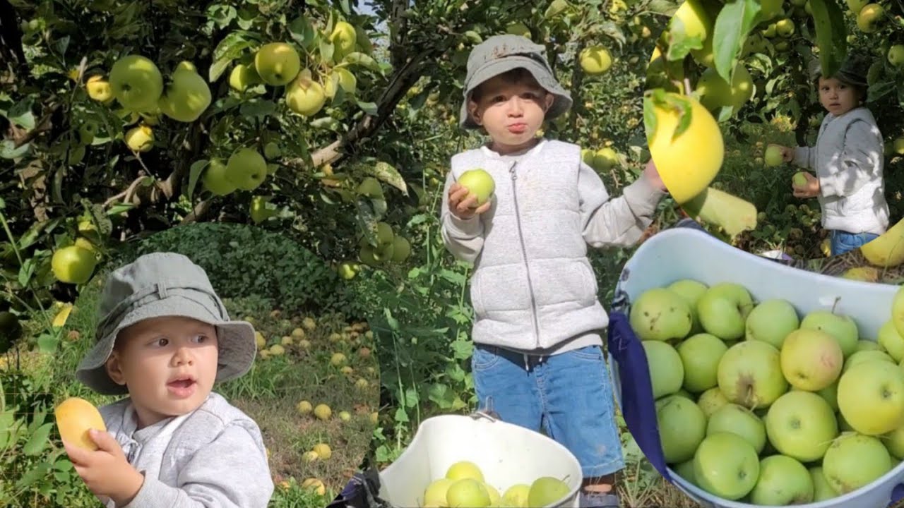 Our Fruit Picking Little Man Sylvester Harvesting Golden delicious Apples