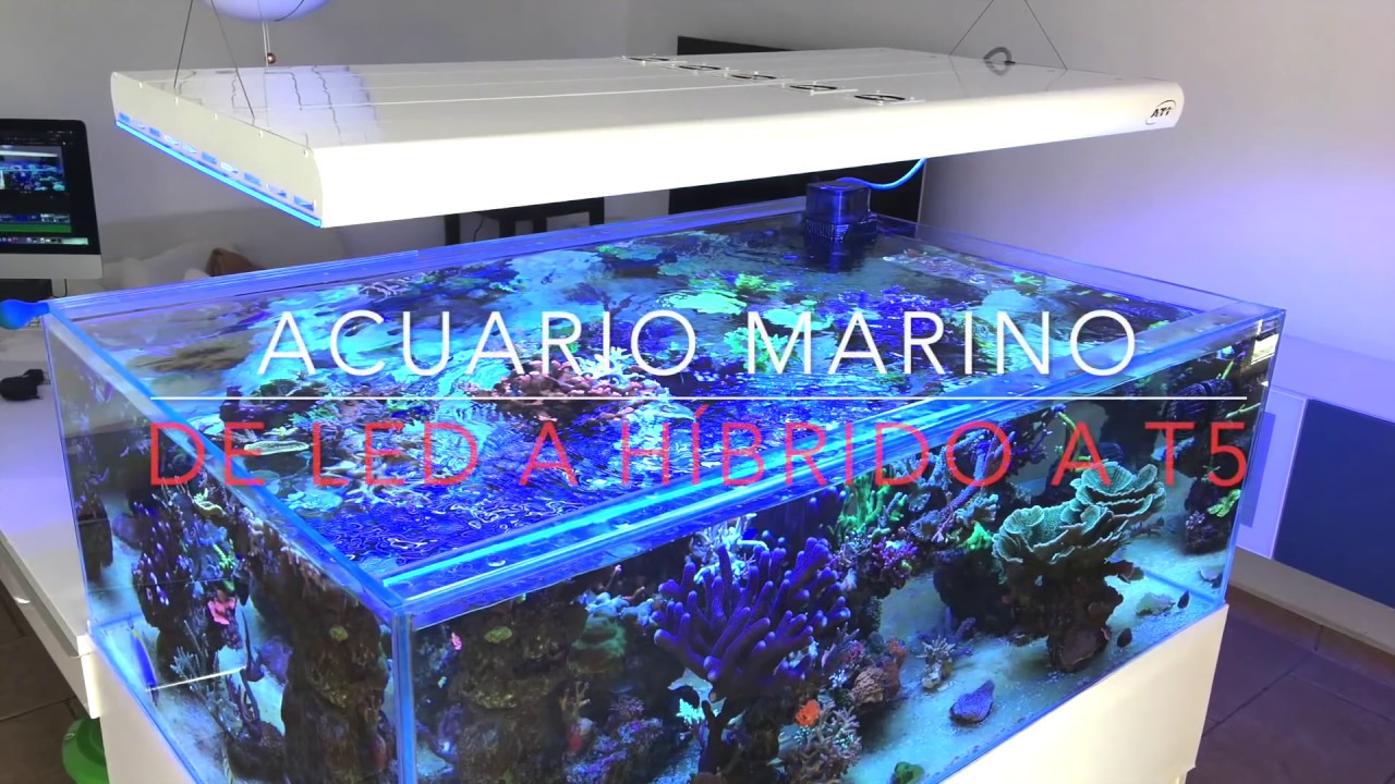 Acuario marino  de LED a Híbrido a T5- ATI Powermodule vs. Radion G3