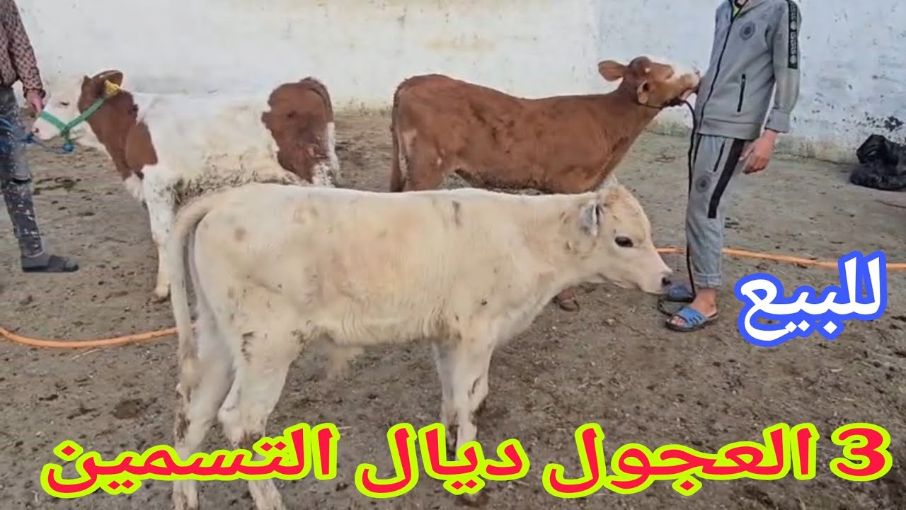 دائما الجديد💫 3 العجول ديال التسمين🥇إتصل 06.09.33.67.35📞 ألو سي عبد العالي نواحي الغرب🇲🇦 