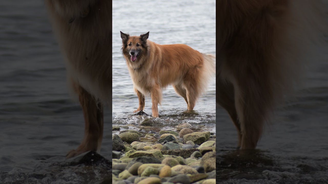 5 Fast Facts About the Belgian Tervuren! 🐕💨 #Dog #Dogs #Dogfacts #BelgianTervuren #BelgianTervurens