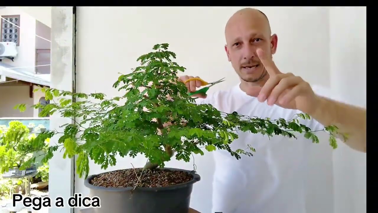 DIA A DIA NO BONSAI- Vídeo 2 (Manutenção no Piteco Tortum)