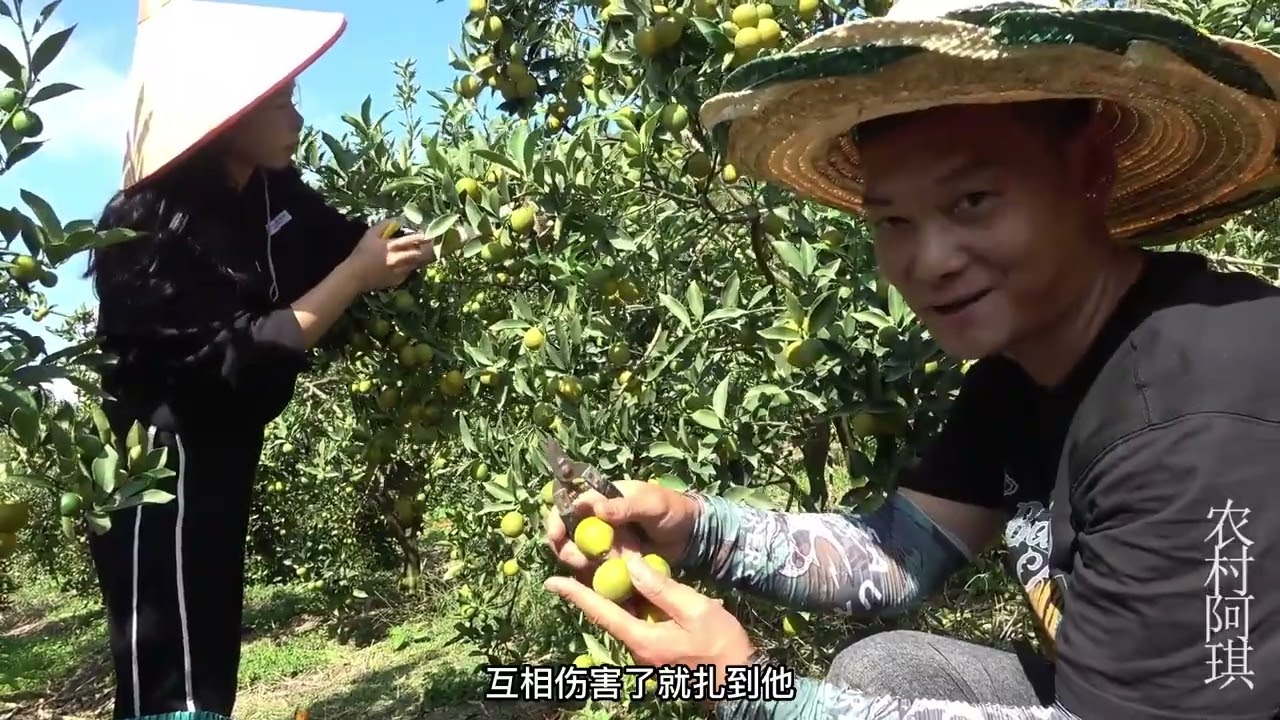 老板跟小妹订购100斤金桔，阿琪过来帮忙摘果，晚上又有土鸡吃了