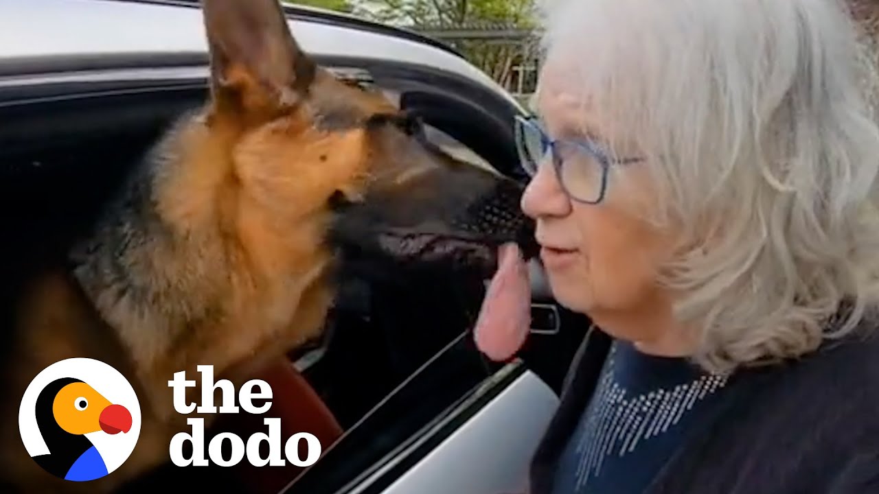 German Shepard Won't Leave Grandma's Side | The Dodo