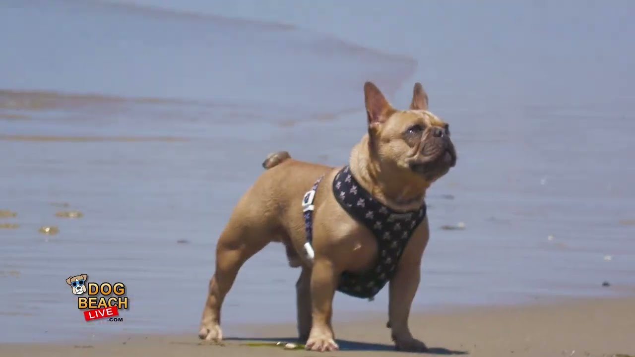 Hanging Out at High Tide at DOG BEACH 🌴⛱️ | Ocean Beach near San Diego | Full Episode 4K
