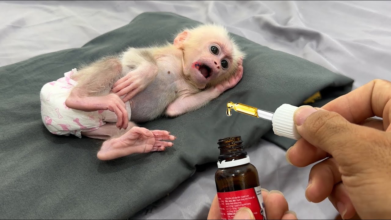 Baby monkey Xuka bravely overcomes problems