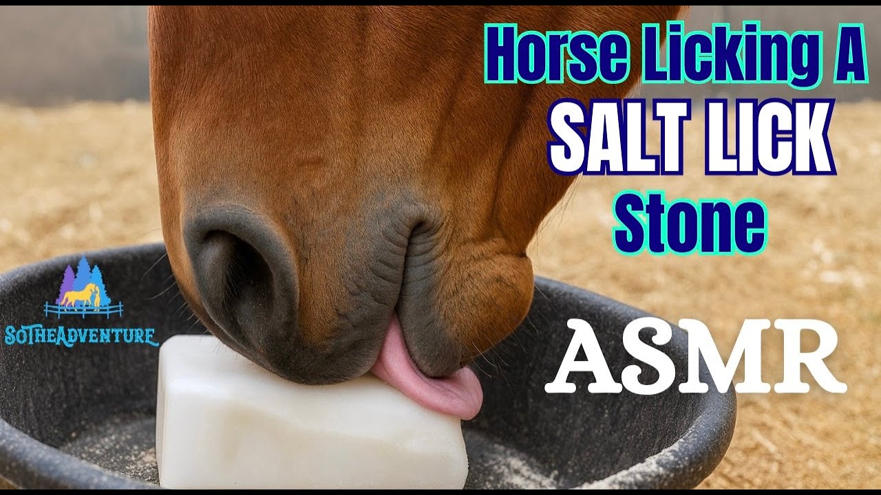 Horse Licking and Biting A Salt Lick Stone ASMR | Oddly Satisfying | Horse Care