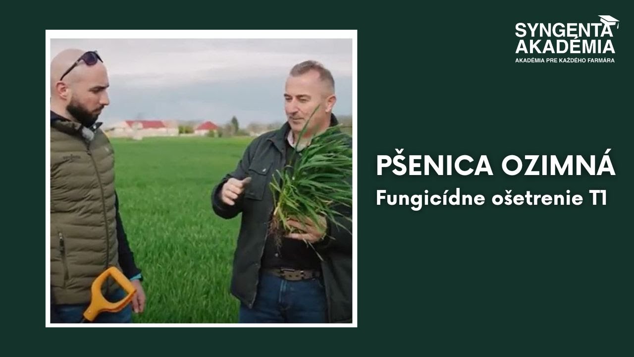 Akad&eacute;mia Syngenta p&scaron;enica -  O&scaron;etriť p&scaron;enicu vo f&aacute;ze T1? | Syngenta Slovensko