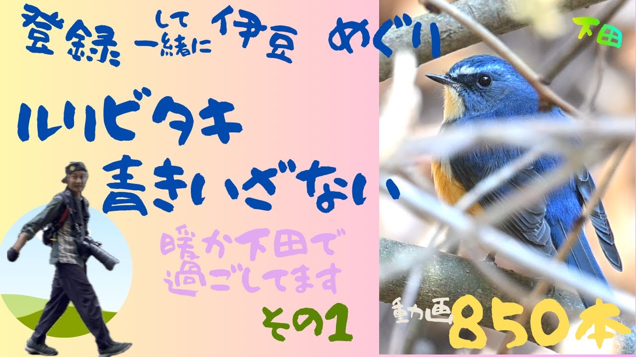 ルリビタキ　その青いぬくもりを思わず手でくるみたくなりますね