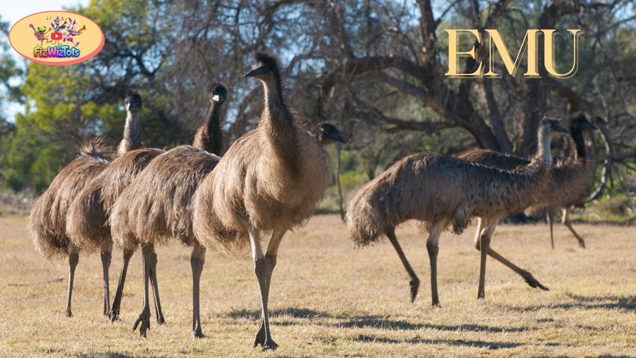 Meet the Emu!  Fun Facts for Kids