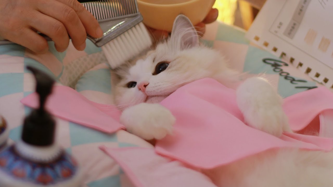 Окрашивание волос + макияж для фотосессии | The Cat Spa ASMR