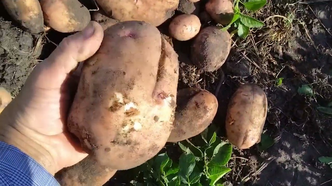 17 августа собираю урожай картофеля 🥔!
